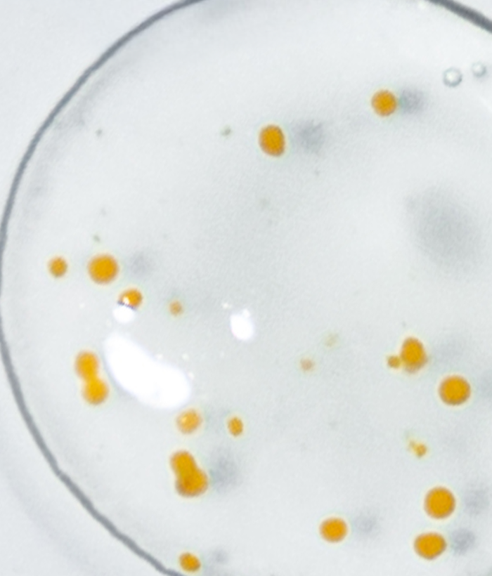 Close up of triple peptide drop serum